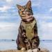 Tactical Cat Dishes & Safe Cat Vests | Adjustable Pet Tableware for Large Cats & Small Dogs - Black with Leash - Buy Online on GoSupps.com