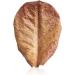 Swell Dried Indian Almond Catappa Leaves Small 10 Pack - Buy Online on GoSupps.com
