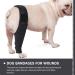 ORFOFE Puppy Knee Leg Supplies Dog Leg Braces for Hindleg Dog Leg Cover Knee for Dogs Dog Knee Cover Dog Injured Knee Dog Foreleg Brace Dog Leg Knee S As Shown - Buy Online on GoSupps.com