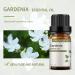 GREENSLEEVES Gardenia Essential Oil 10ml Pure Plant-Based Fragrance Oil for Aromatherapy Essential Oils for Diffuser Air Freshener Massage Bath Bomb Scented Candle Soap Making - Buy Online on GoSupps.com