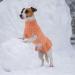 Alagirls Warm Dog Cat Sweater - Classic Soft Fleece Pet Outfit for Spring Autumn & Winter - Lightweight Orange Dog Clothes - Buy Online on GoSupps.com