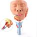 Larynx Anatomical Model Pharyngeal Muscle Pain Model Human Model for Reinforcing The Neck Structure and Function HNO Medicine Split 2 Parts - Buy Online on GoSupps.com