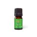 Aromatics International Premium Organic Angelica Root Essential Oil 5ml | 100% Pure Essential Oil for Diffusion & Aromatherapy Angelica 0.17 Fl Oz (Pack of 1)