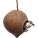 VIE Naturals Coconut Nest - Buy Online on GoSupps.com