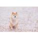 Shop Lionet Paws Dog Bandana - Triangular Scarf for Small Medium & Large Dogs - Orange Flower Design - Buy Online on GoSupps.com
