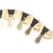 Didiseaon 1 Set Halloween Costumes Griddle Grill Fake Teeth Mouth Grills for Women Braces Funny Vampire - Buy Online on GoSupps.com