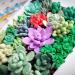 Tomorotec Small Block Polymer Clay Set - 32 Colors, Non-Toxic, Oven Bake Clay for Kids & Artists - Buy Online on GoSupps.com