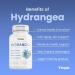 Organic Hydrangea Extract Capsules 10 000mg - Urinary Tract & Kidney Support Antioxidant & Skin Health - Non-GMO Gluten-Free Vegan - 180 Veggie Capsules - Buy Online on GoSupps.com