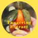 GETi Vitamin C Serum | Korean Skin Care with Tangerine & Propolis Extract for Healthy Skin | Paraben-Free | 1.01 Fl.Oz - Buy Online on GoSupps.com
