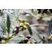 KORRES Olive Fig Moisturising Body Milk for Smooth Skin with Extra Virgin Olive Oil Vegan 200ml Olive & Fig - Buy Online on GoSupps.com