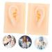 Beavorty Ear Presentation Model - Silicone Ear Mold for Hearing Aid Display & Teaching - International Shipping Available - Buy Online on GoSupps.com