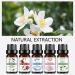 Water Soluble Essential Oil Set - Natural Fresh Air Bottles | Versatile & Practical (4) | International Shipping Available - Buy Online on GoSupps.com