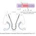 Silent Mammoth Large Nasal Dilator - Reusable & Adjustable for Easy Breathing - Buy Online on GoSupps.com