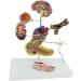 Diabetes Model Set Diabetes ICal Model Human Organ Coronary Artery Thrombosis Model Arteriosclerosis in Vitro