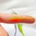 50PCS Crappie Jigs Lure Set - 2 Inch Crappie Bait with Jig Heads Hooks - Fishing Lures for Crappie - 50PCS Crappie Lures - Buy Online on GoSupps.com