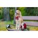 Comfortable Lionet Paws Dog Collar with Removable Fly - Silk Collar for Small Dogs (Neck 25-40cm) | Red - Buy Online on GoSupps.com