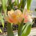 Dutch Tulip BulbsVery delicateSoft and very bright27Bulbis