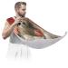 Valentine Bear Beard Bib Apron Beard Hair Catcher for Men Shaving Fathers Day Anniversary Christmas Gifts for Dad Husband Beard Bib with 2 Suction Cups