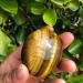Natural Tiger Eye Crystal Gem Polishing s Raw Full of Texture - Buy Online on GoSupps.com