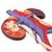 Human Urinary System Model-Ureter Bladder and Urethra Model-This Model is Composed of Kidney Ureter Bladder Bladder Arteries and Veins - Buy Online on GoSupps.com