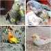 QBLEEV Bird Flight Suit Diaper with Leash | Adjustable Parrot Nappy Pee Pads | XS Red Flightline for Conures Cockatiel Macaw African Grey Budgie Parakeet Cockatoos - Buy Online on GoSupps.com