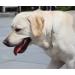 JYHY Stainless Steel P Chock Metal Chain Dog Necklace Collars Walking Training Pet Supplies for Small Medium Large Dogs Sliver 40cm 2.5mm*40cm Sliver - Buy Online on GoSupps.com