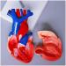 Educational Model Human Anatomical Heart Model Human Organ Anatomical Model Heart Model Detachable 2 Parts Science Anatomy Heart Model Medical Models - Buy Online on GoSupps.com