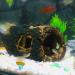 CTPENG Aquarium Cave - Kunst Resin Betta Decoration - Ideal for Small & Medium Aquariums (Harz 13.5x9x5.5 cm) - Buy Online on GoSupps.com