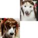Funny Dog Wig & Cat Role Play Wig - Perfect for Halloween Christmas & Parties - Brown Costumes for Small Medium & Large Pets - Buy Online on GoSupps.com