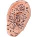 Buy Ear Acupuncture Display Model - Clear Point Visibility for Study Presentations | International Shipping Available - Buy Online on GoSupps.com