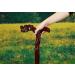 Head Dragon Walking Stick Mahogany Red Cane Crutches Leading Black Cane Supplies The Elderly Elderly Ideal for Men or Women with Active Outdoor Lifesty It's so Kind of You Safehappy - Buy Online on GoSupps.com