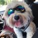QUMY Dog Goggles for Eye Protection | Waterproof Pet Sunglasses for Dogs 15 lbs and Over (Black) - Buy Online on GoSupps.com