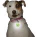 Nite Ize PetLit LED Collar Light - Clear Jewel: Keep Your Pet Visible and Safe - Buy Online on GoSupps.com