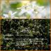 SALKING Neroli Essential Oil 120ml - 100% Pure Therapeutic Grade Aromatherapy Oil for Skin Care & Relaxation | Fragrance Oil for Diffuser and Humidifier | Perfect Gift for Women - Buy Online on GoSupps.com