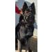 Professional Dingo Gear Rubberized Metal Muzzle for Malinois - Comfortable & Durable for Long Walks | Universal Fit S03047 - Buy Online on GoSupps.com