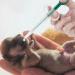 Silicone Cat Dog Pill Popper Set with 4 Tips & Cleaning Tools - Buy Online on GoSupps.com