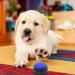 Naveso Dog Buzzers with Recording Function - 4 Interactive Sound Buttons for Enhanced Dog Training & Engagement - Buy Online on GoSupps.com