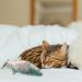 Paws Cat Interactive Electric Flopping Fish Toy - Set of 2 with Catnip, USB Charge Trout - Buy Online on GoSupps.com