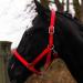 Horse delinis halter for warm blood thoroughbred cold blood pony-stable-halter pasture pasture 2-fold adjustable thorn buckle safe & tear-resistant (red cold blood) red cold blood