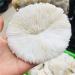 Energy Stone 10cm Natural Mineral White Mushroom Landscape Layout with Natural Embellishment sea Home Wedding Decoration - Buy Online on GoSupps.com