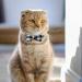 Dynmeow Plaid Pattern Cat and Dog Collar with Bowtie - Adjustable, Comfortable Boy or Girl Gift - XX-Small, Black - Buy Online on GoSupps.com