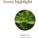 Buy Young Living Peppermint Essential Oil 15ml - Invigorating Aroma Cooling Sensation Supports Muscle Recovery & Digestive Comfort - Fast International Shipping - Buy Online on GoSupps.com