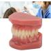 Reusable Synthetic Resin Dental Demonstration Model for Orthodontic Training - Ideal for Student Clinics - Buy Online on GoSupps.com