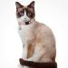 Personalized Breakaway Cat Collar with Engraved Name Tag - Adjustable Kitten Safety Collar with Bell - 7 Colors - Customizable up to 3 Lines of Text - Buy Online on GoSupps.com