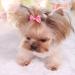 aoozleny Pet Hair Clips  30pcs 3.5CM/1.37 inches Bowknot Bows Dots Pet Hair Clips for Dog Cats Puppy Random Color - Buy Online on GoSupps.com
