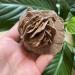 Natural Crystal Rough Home Natural Desert Rose Raw Stone Crystal Home Office Gift (Size : 160-200g) - Buy Online on GoSupps.com