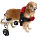 Dog Wheelchair Aluminum Alloy Pet Wheelchair 2-Wheel Full Support Pet Rehabilitation Wheelchair Pet Wheelchair Cart for Hind Leg Rehabilitation Disabled Dog Medium - Buy Online on GoSupps.com
