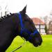 Halter for horse warm blood thoroughbred cold blood - stable halter pasture 2 compartment adjustable to chin straps and neck pieces safe & tear -resistant (royal blue Shetland pony (Shetty)) Royalblau Shetland Pony (Shetty)