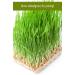 Organic Hard Red Winter Wheat Berries | Family Farmed in Washington State | Non-GMO | 5 LBS Burlap Bag | Certified Kosher & Non-Irradiated - Buy Online on GoSupps.com