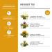 Creano Blooming Tea - 36 Tea Balls | Tealini White Tea Large Pack | Bulk Flowering Tea for Tar Lunches - Premium Quality International Shipping - Buy Online on GoSupps.com